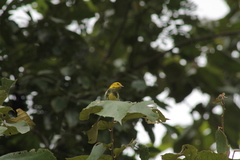 Setophaga virens