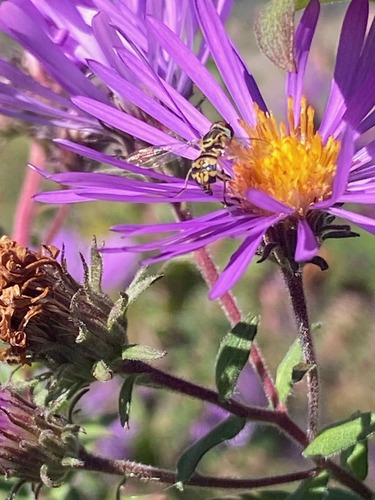 Unknown species found near East Nashville, Nashville, TN, USA