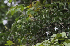 Setophaga virens
