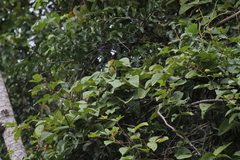 Setophaga virens