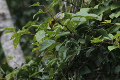 Setophaga virens