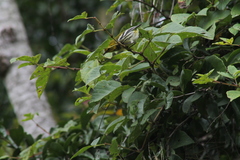 Setophaga virens