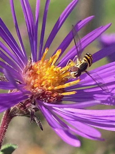Unknown species found near East Nashville, Nashville, TN, USA