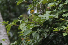 Setophaga virens