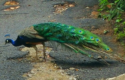 Phasianidae image