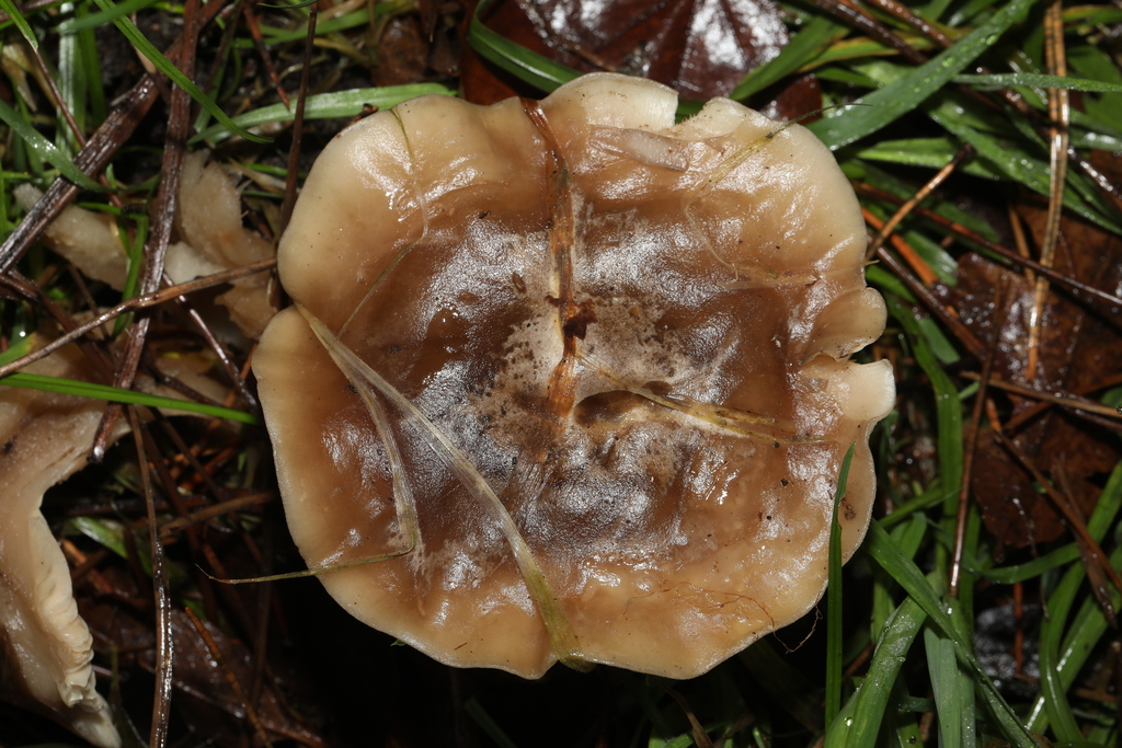 Clitocybe nebularis · December 2025 · photo: © steve_mcwilliam (iNaturalist, cc0)