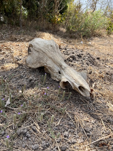 Northern Warthog