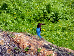 Halcyon smyrnensis