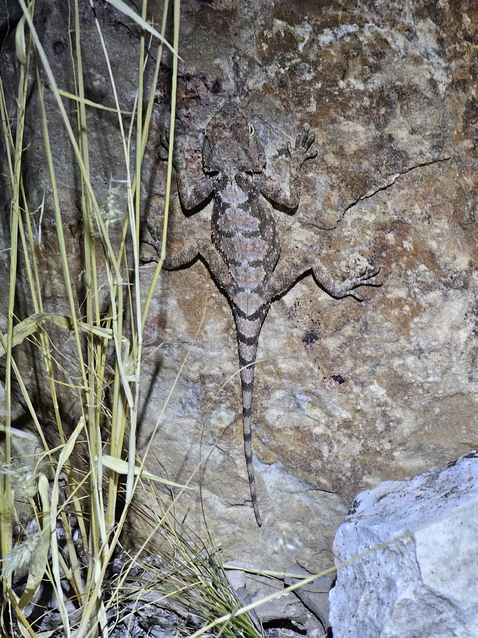 Agama anchietae Bocage, 1896