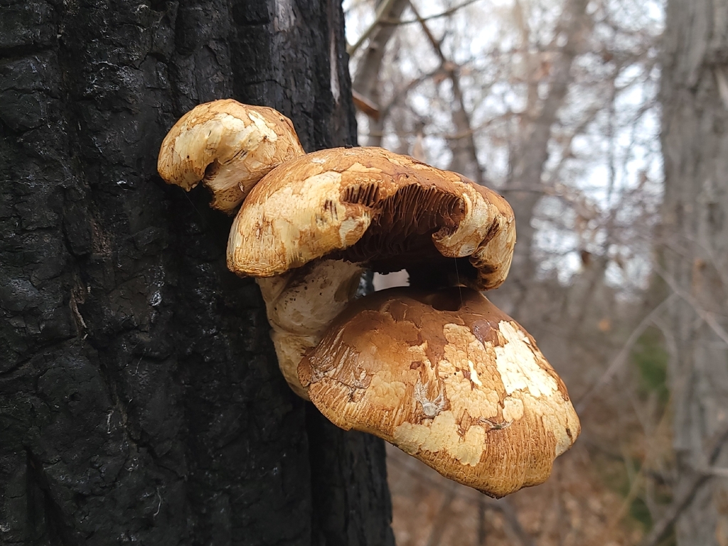 Hemipholiota populnea · December 2025 · photo: © phytographer (iNaturalist, cc-by)