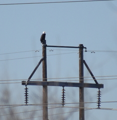 Haliaeetus leucocephalus