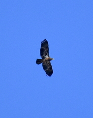 Haliaeetus leucocephalus