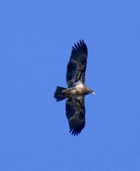 Haliaeetus leucocephalus