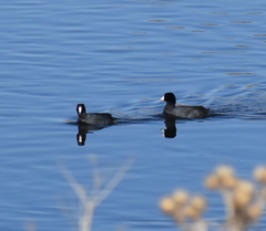 Fulica americana