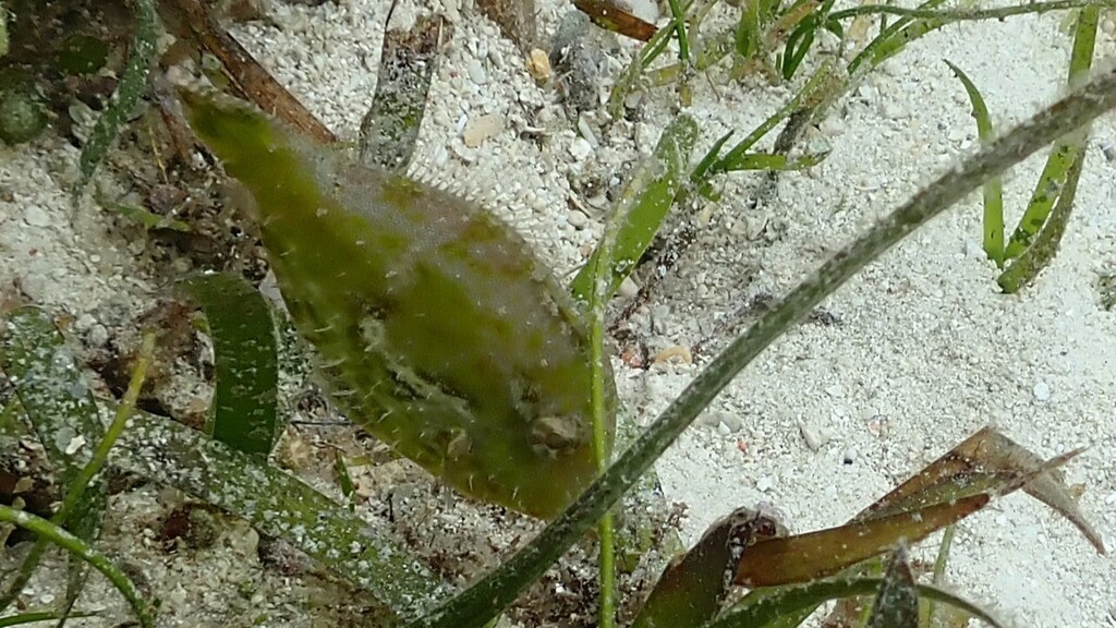 Aiptasia-eating Filefish