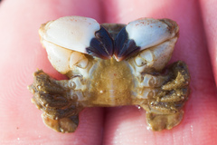 Lophopanopeus bellus