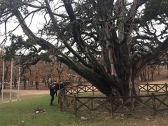 Juniperus foetidissima