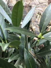 Pseudaulacaspis prunicola