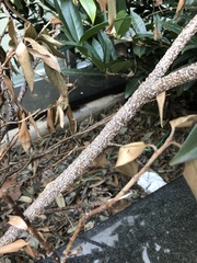 Pseudaulacaspis prunicola