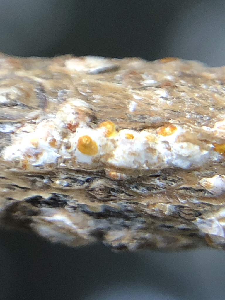 White Prunicola Scale