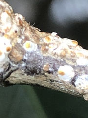 Pseudaulacaspis prunicola