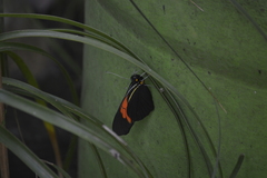 Pereute charops charops