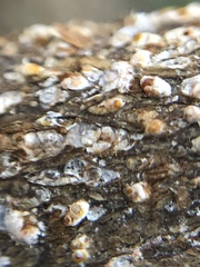 Pseudaulacaspis prunicola