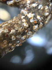 Pseudaulacaspis prunicola