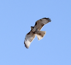 Buteo jamaicensis
