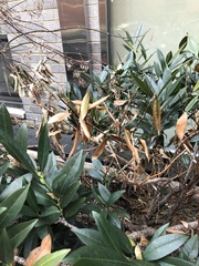 Pseudaulacaspis prunicola