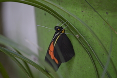 Pereute charops charops