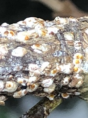 Pseudaulacaspis prunicola