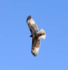 Buteo jamaicensis