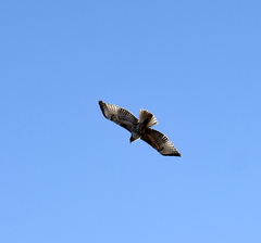 Buteo jamaicensis