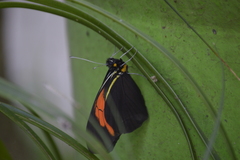 Pereute charops charops