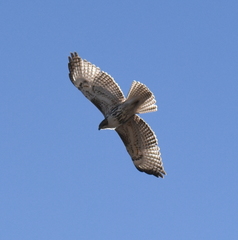 Buteo jamaicensis