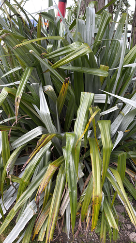 Astelia chathamica, 2025-11-30
