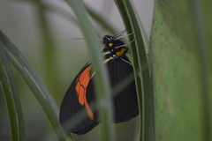 Pereute charops charops