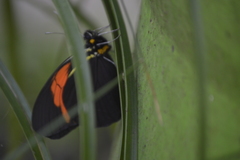 Pereute charops charops