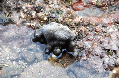 Porites panamensis