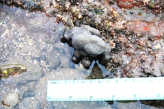 Porites panamensis