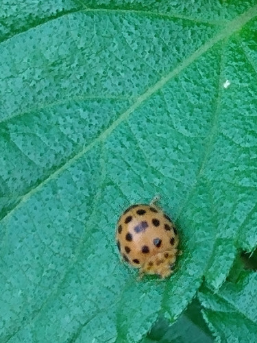 Photo of Hadda Beetle (Henosepilachna vigintioctopunctata)