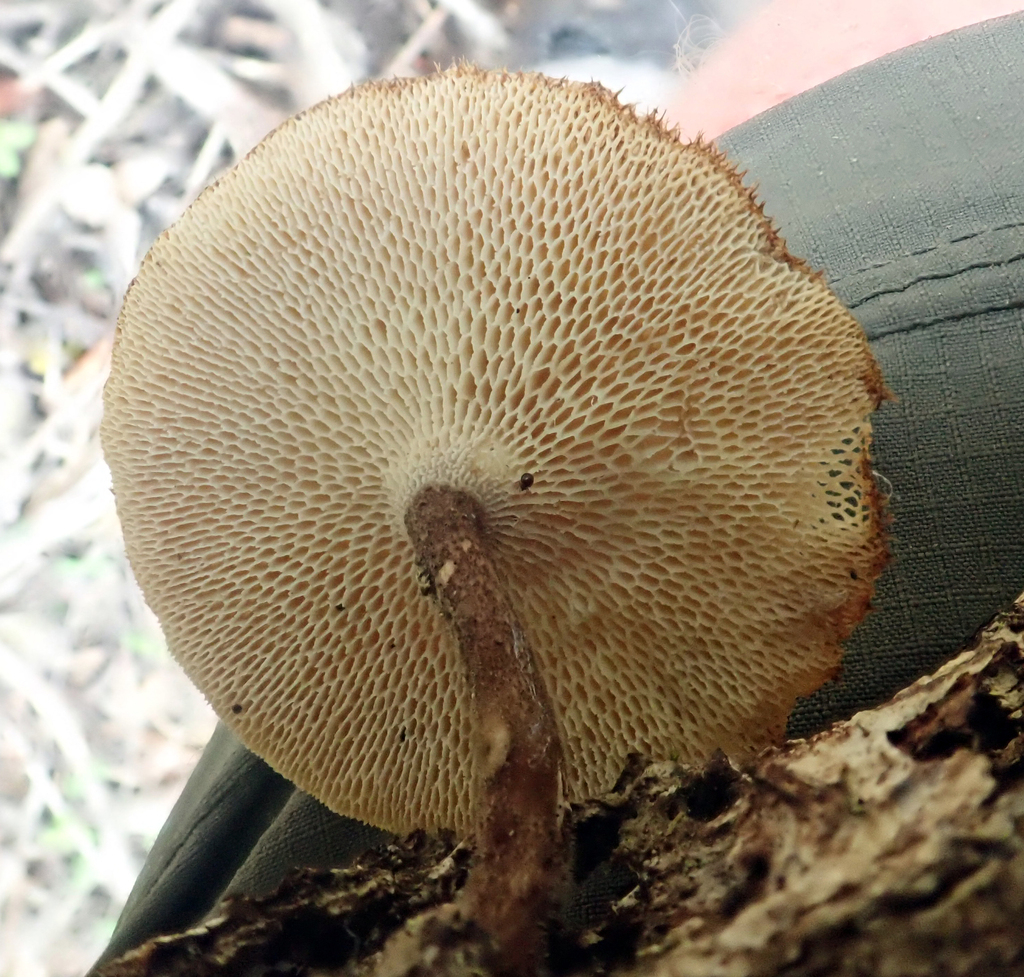 Lentinus arcularius · November 2025 · photo: © pjd1 (iNaturalist, cc-by)