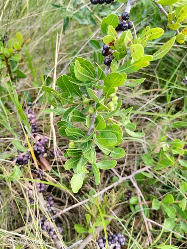 Schinus engleri, photograph 4