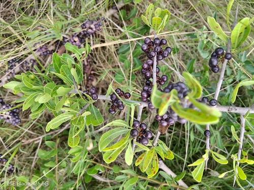Schinus engleri, photograph 5