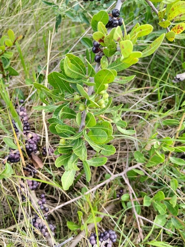 Schinus engleri, photograph 6