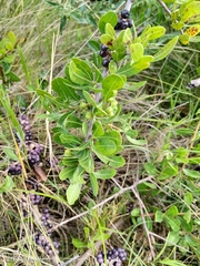 Schinus engleri, photograph author not stated, no rights reserved