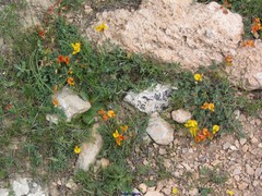 Lotus corniculatus glacialis