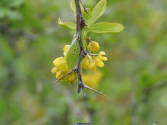 Berberis hispanica
