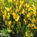 Cytisus scoparius reverchonii - Photo (c) Ángel Fernández Cancio, some rights reserved (CC BY-NC), uploaded by Ángel Fernández Cancio